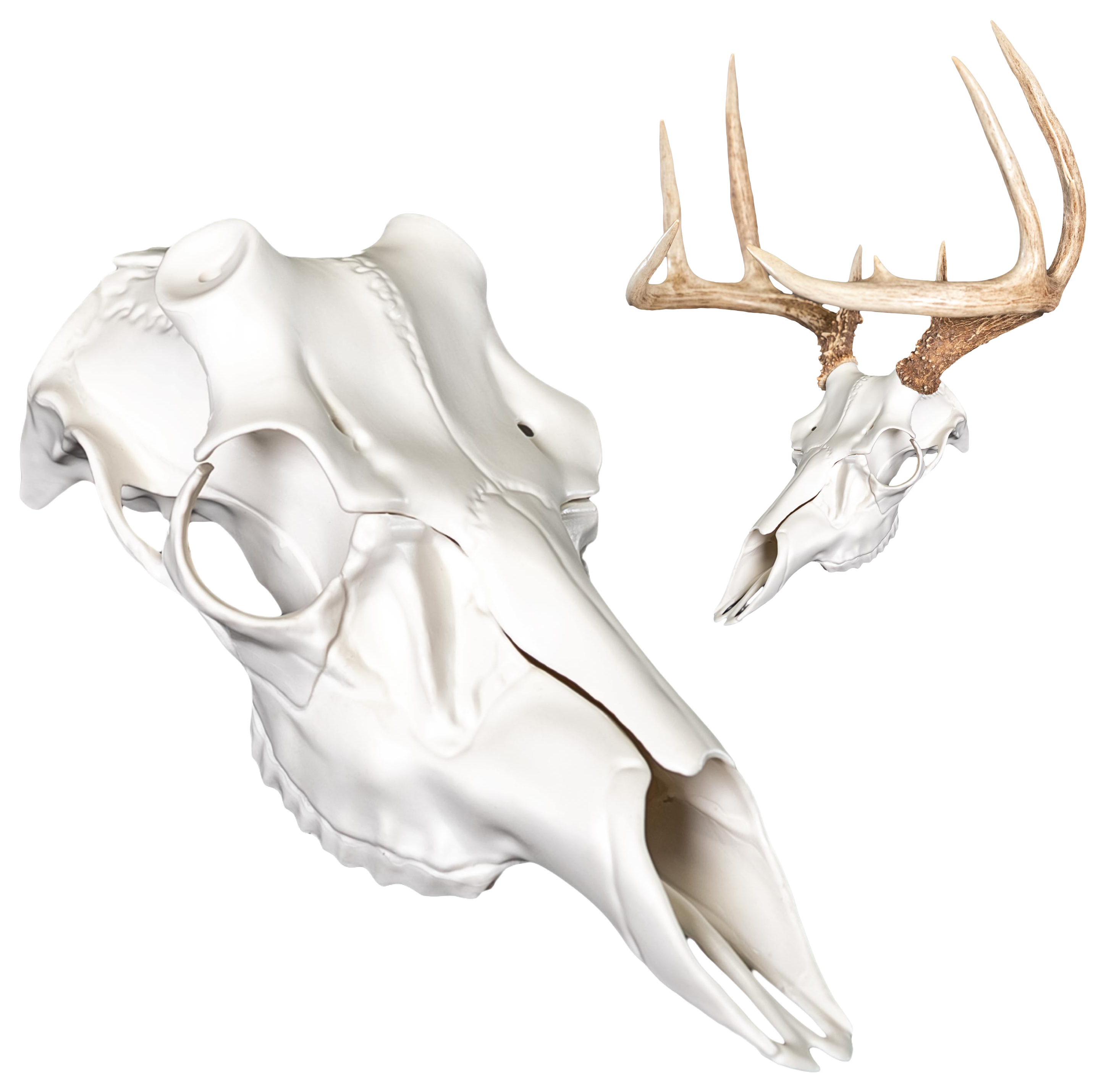 Elk Skull Plaque Elk Skull Master - Universal Fit For Elk Antlers ...